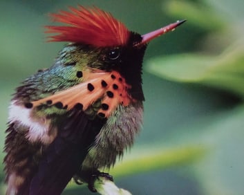 Coquette Hummingbird - Metal Print by Glenn Stokes