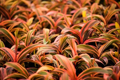 Cordyline - Metal Print by Glenn Stokes