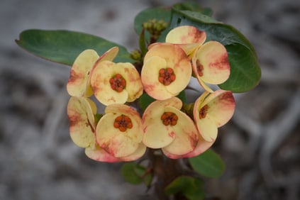 Euphorbia Chinese Lucky Plant - Metal Print by Glenn Stokes