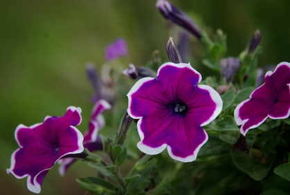 Fortuna Purple Picotee Petunia - Metal Print by Glenn Stokes