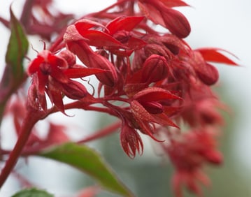 Glory Bower Flowers - Metal Print by Glenn Stokes