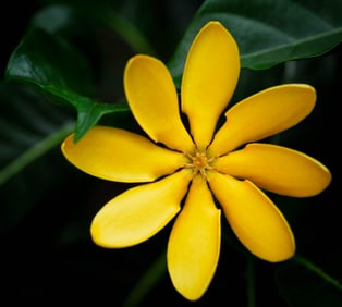 Golden Gardenia - Metal Print by Glenn Stokes