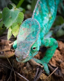 Green Chameleon - Metal Print by Glenn Stokes