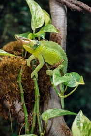 Green Horned Chameleon - Metal Print by Glenn Stokes