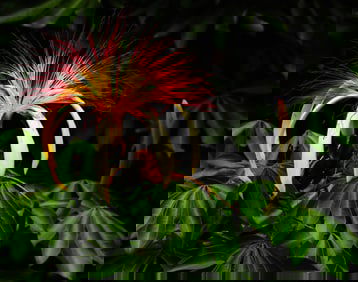 Guyana Chestnut - Metal Print by Glenn Stokes