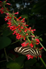 Heliconius Butterfly on a Red Firecracker Plant - Metal Print by Glenn Stokes