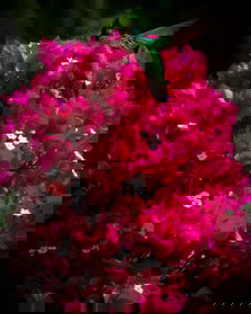 Hummingbird on Bougainvillea in Guadeloupe - Metal Print by Glenn Stokes