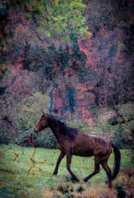 Horse in Ireland with Fungus Trails - Metal Print by Glenn Stokes