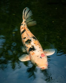 Spotted Koi Fish - Metal Print by Glenn Stokes