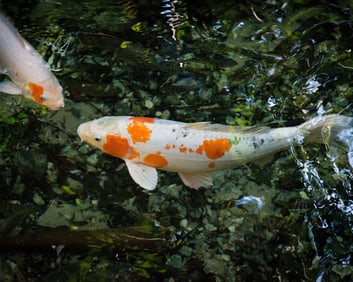 White Koi Fish - Metal Print by Glenn Stokes