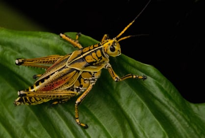 Lubber Grasshopper Louisiana - Metal Print by Glenn Stokes