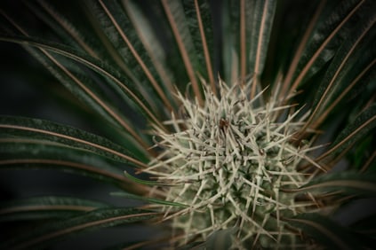 Madagascar Palm - Metal Print by Glenn Stokes