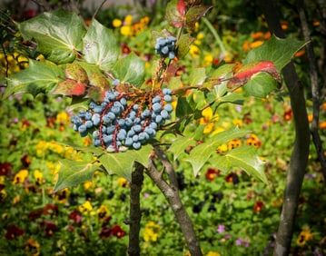 Mahonia Fern in Berry - Metal Print by Glenn Stokes