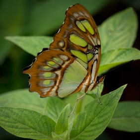 Malachite Butterfly on Firespike - Metal Print by Glenn Stokes