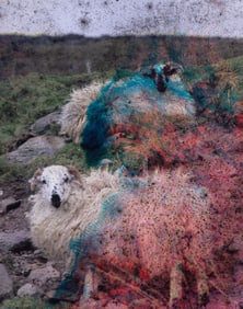 Sheep Ireland with Fungus Trail - Metal Print by Glenn Stokes