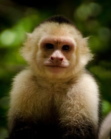 Monkey in Zoo in Puerto Rico - Metal Print by Glenn Stokes