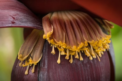 Musa Namwah Flower - Metal Print by Glenn Stokes