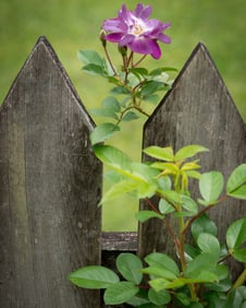Climbing Rose on Fence at Laura Plantation Louisiana - Metal Print by Glenn Stokes
