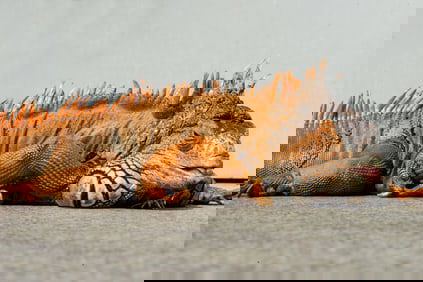 Orange Iguana - Metal Print by Glenn Stokes