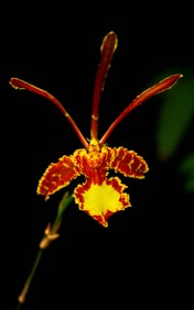 Orchid at Marie Selby Gardens - Metal Print by Glenn Stokes