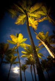 Palms in Moonlight - Metal Print by Glenn Stokes