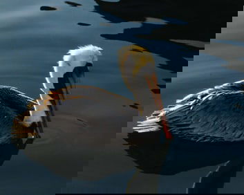 Brown Pelican - Metal Print by Glenn Stokes