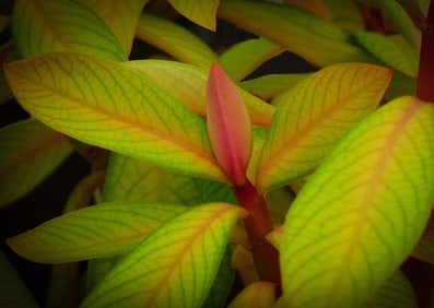 Pereskia Leaves - Metal Print by Glenn Stokes