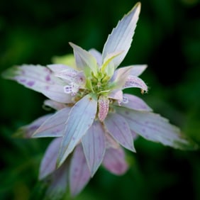 Pink Acanthus Plant - Metal Print by Glenn Stokes