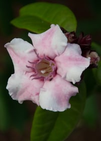 Purple Flower - Metal Print by Glenn Stokes
