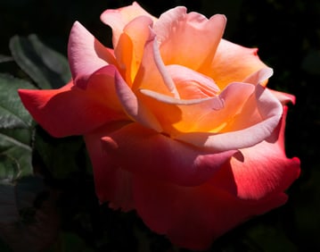Pink Rose - Metal Print by Glenn Stokes