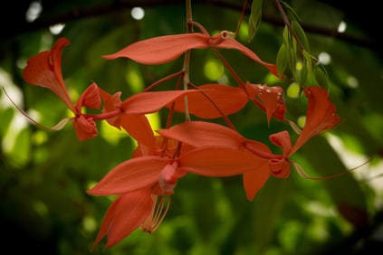 Pride of Burma Flower - Metal Print by Glenn Stokes