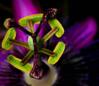 Purple Passion Flower Up Close - Metal Print by Glenn Stokes