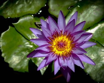 Purple Water Lily - Metal Print by Glenn Stokes