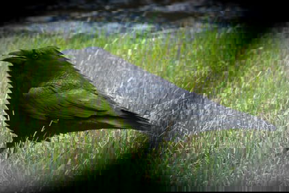 Raven Squawking Yellowstone Park - Metal Print by Glenn Stokes
