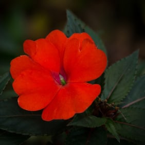 Red Impatiens - Metal Print by Glenn Stokes