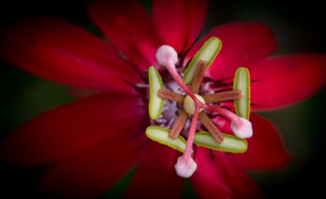 Red Passion Flower - Metal Print by Glenn Stokes
