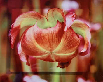 Red Pitcher Plant Flower Double Stack - Metal Print by Glenn Stokes