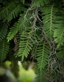 Resurrection Fern and Spanish Moss on Live Oak - Metal Print by Glenn Stokes