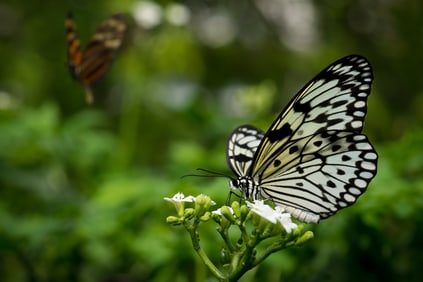 Rice Paper Butterfly on White Jatropha - Metal Print by Glenn Stokes