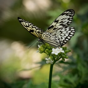 Rice Paper Butterfly on White Jatropha - Metal Print by Glenn Stokes