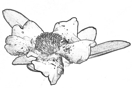 Rose in Charcoal - Metal Print by Glenn Stokes