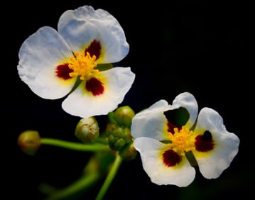 Ruby Eyed Arrowhead - Metal Print by Glenn Stokes