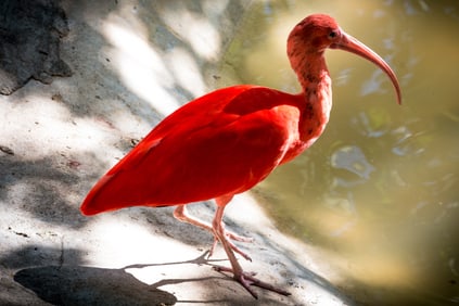 Scarlet Ibis - Metal Print by Glenn Stokes