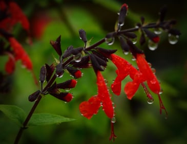 Scarlet Sage - Metal Print by Glenn Stokes