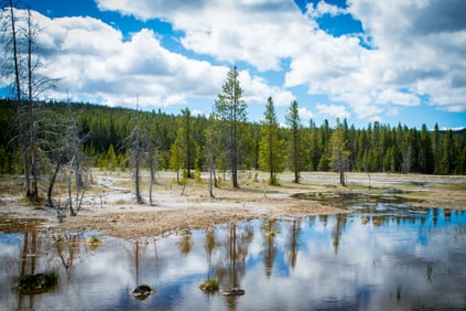Scene Near Old Faithful Lodge in Yellowstone National Park (framed) - Metal Print by Glenn Stokes