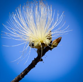 Shaving Brush Tree - Metal Print by Glenn Stokes