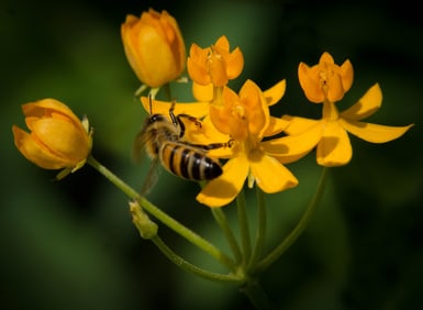 Silky Gold Milkweed - Metal Print by Glenn Stokes