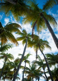 Skyline of Coconut Palms - Metal Print by Glenn Stokes