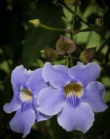 Thunbergia Blue Sky Vine - Metal Print by Glenn Stokes