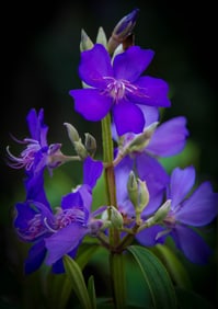 Tibouchina - Metal Print by Glenn Stokes